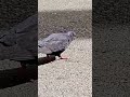 Graceful Pigeons #3,894 #shorts #pigeon #bird #birds #peaceful #youtubeshorts #kabootar #shortvideo