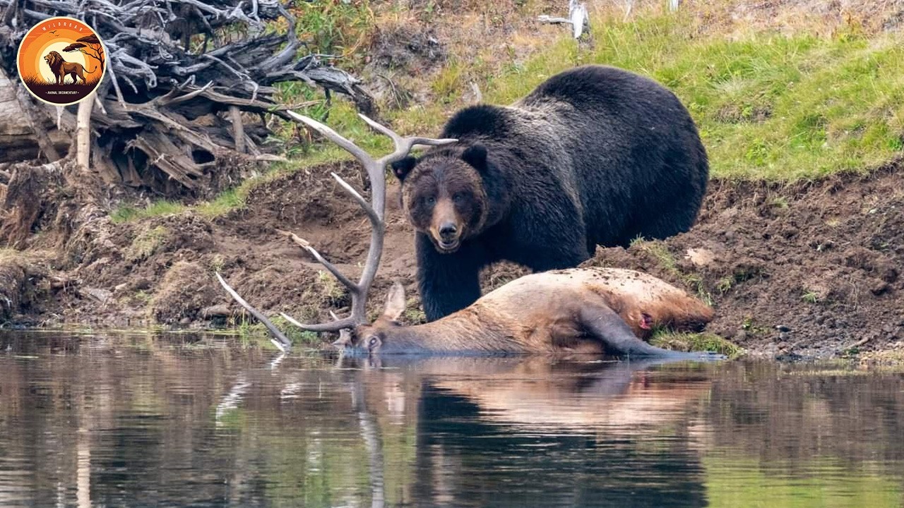 Bear Slashing Grizzly Bear’s Most Ruthless Attacks for Survival in the Wild | Wild ...