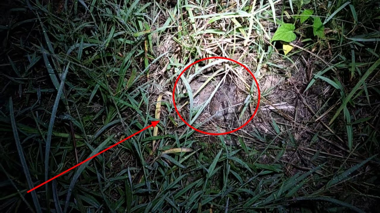 Ngebolang mencari burung puyuh liar di malam hari,lumayan poin banyak 