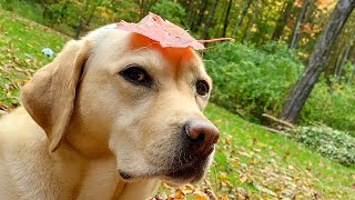 Stella's Most Pupular Leaf Pile Videos (So Far)