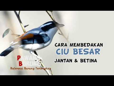 CIRI BURUNG CIU BESAR/DECU KEMBANG JANTAN & BETINA - YouTube