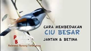 CIRI BURUNG CIU BESAR/DECU KEMBANG JANTAN & BETINA