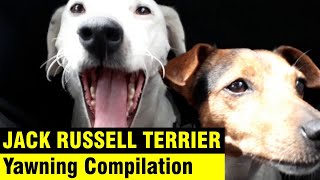 Dog yawning compilation - Teo the Jack Russell Terrier