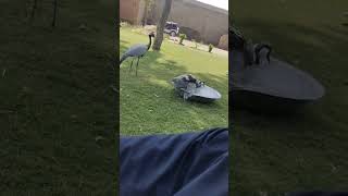 The Birds Demoiselle Crane Enjoy Watar In Hot Summer