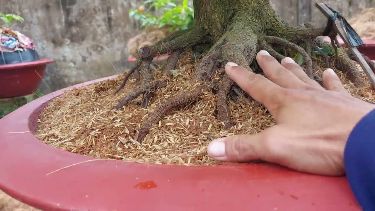 Mai trồng chậu bằng trấu sơ dừa ae cần chú ý gì. Hiện tượng vàng lá gân xanh trên mai vàng
