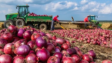 The Onion Farmers: How Australia Produces Thousands of Tons - Agriculture Technology