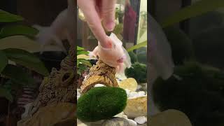 Вкусный пальчик #аксолотль #axolotl