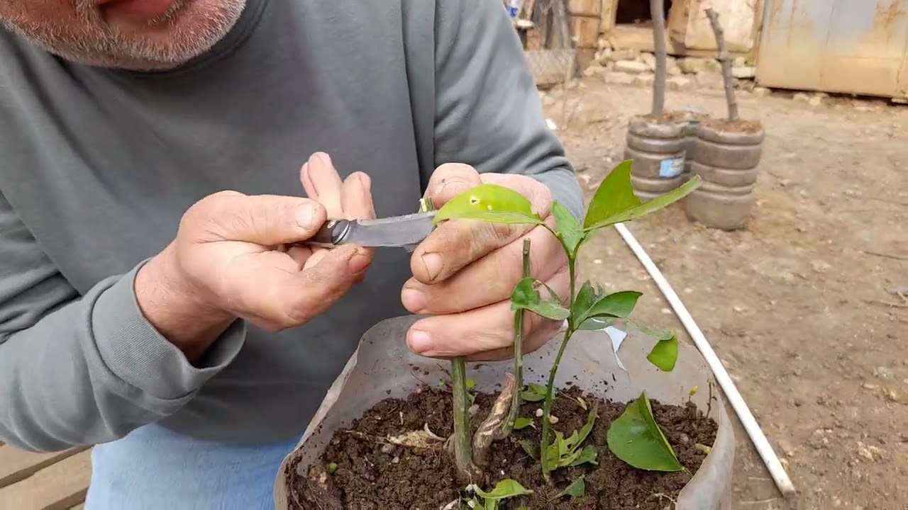 #limonaşısı  nasıl yapılır  basit tekniği #limon #turunçaşısı #portakal #mandalina  #meyvafidanı 548