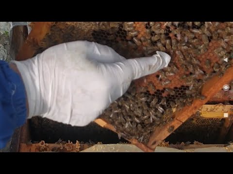Video: Аарыларды кышында кант сиропу менен багуу. Азыктандыруунун убактысы жана өлчөмү