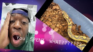 Our BIGGEST investment yet. Hypo clown het DG ball Python