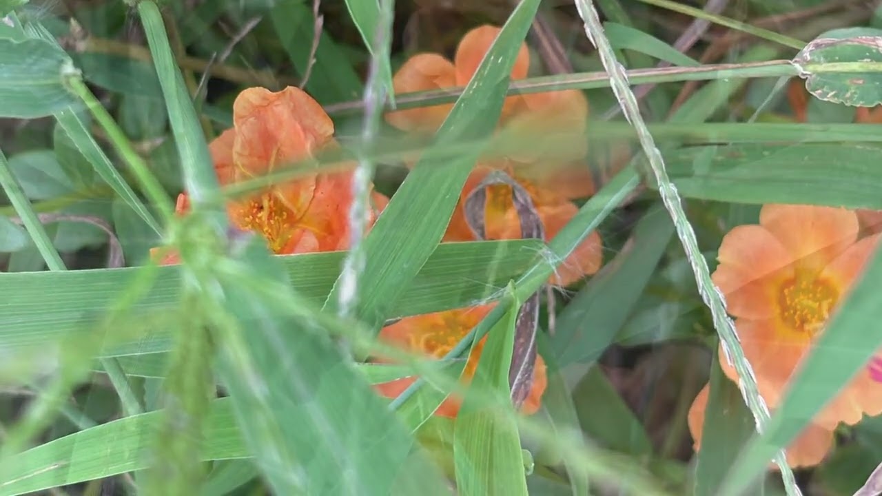 ポーチュラカの花言葉は「いつも元気」、「無邪気」、「自然を愛する」　　　　　　　　　　　　　　　　　　　癒しの花と音楽