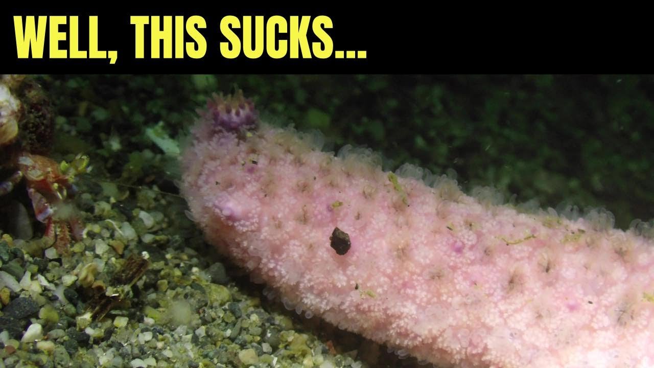 Что Произойдет, Если Подойти Слишком Близко К Морской Звезде? | Морская Дикая Природа Моря Салиш