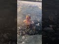 Swimming in the lake