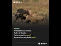 A lion pride does the hunting "without the males."
