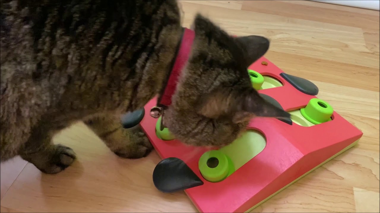 5 Cat Food Puzzle Games for Enrichment – Furtropolis
