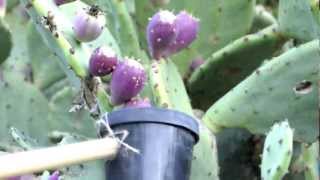 Fun Harvest of Prickly Pears (Tunas)