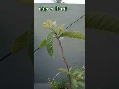 Video: Ar „Guava LoadingCache“gija yra saugi?
