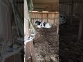 Коровы в коровнике прячутся от насекомых. #cows #коровы