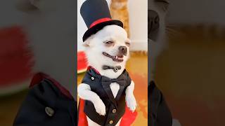 dog vs cat gaming😂 #funny #comedy #cat #dog #pets #youtubeshorts #youtubeshorts