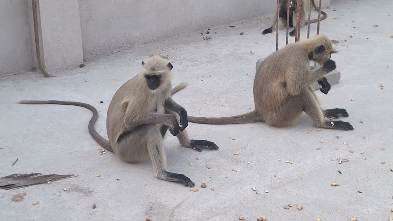 Hungry Monkeys Enjoying Their Food Together