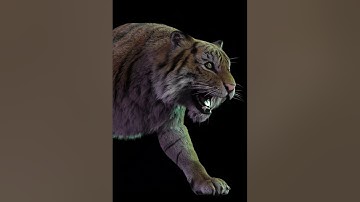 tiger 3d animation stage02 #shorts