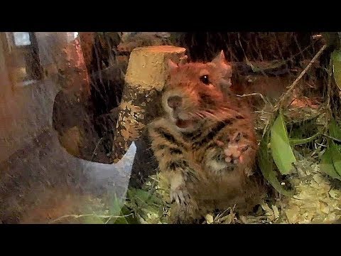 camera iphone 8 plus apk かりかりデグー （埼玉県こども動物自然公園）Appealing Degu