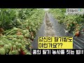 [한국농수산TV] 당신의 딸기밭도 이런가요? 꿈의 딸기농사를 짓는 비법 공개!! 천승주 교수의 현장특강 3부 마지막편