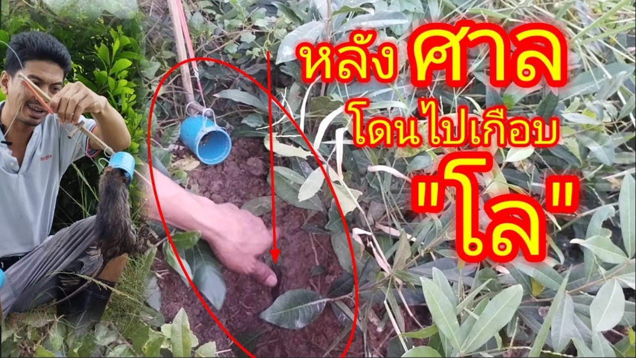 กระเด็น!!ตกโพนปลวก ใส่ด้วงดักหนู ดักหนูนา หนูอย่างเยอะ มีซ้ำแน่!!!หมายนี้สุดๆ