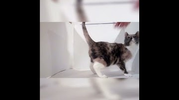 Cat meets guinea pig for the first time