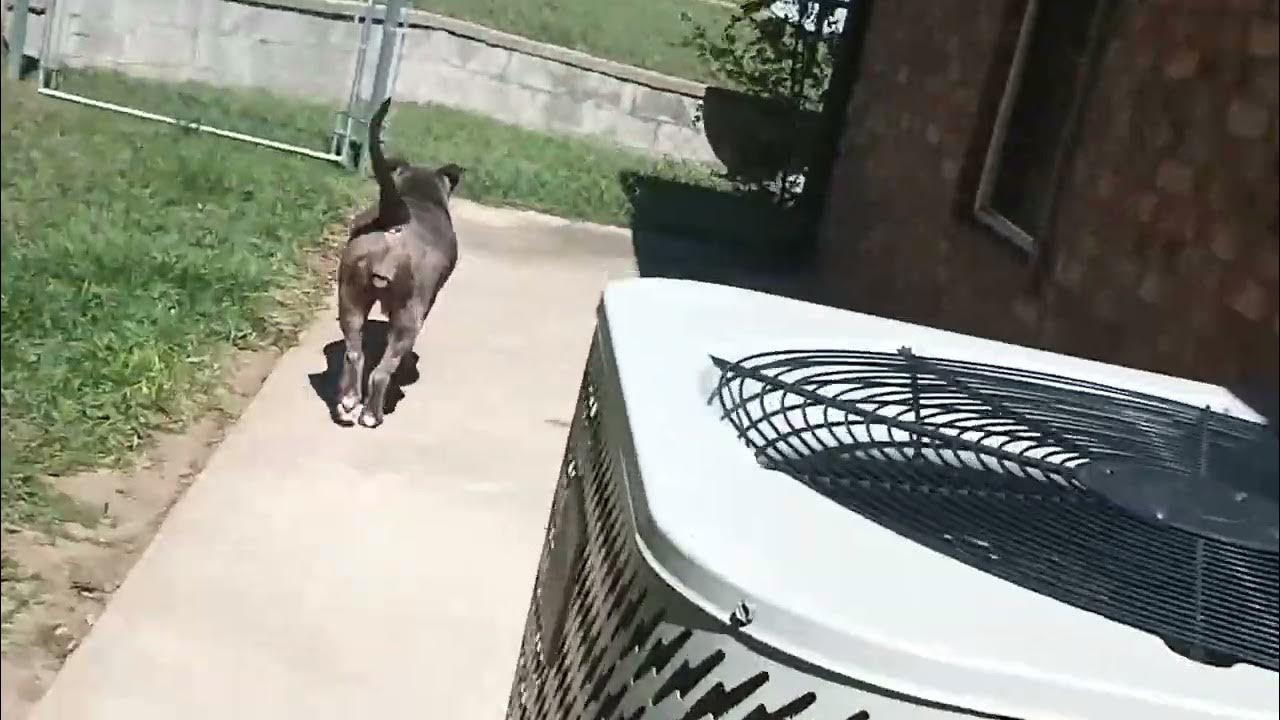 My dog is running away from me YouTube