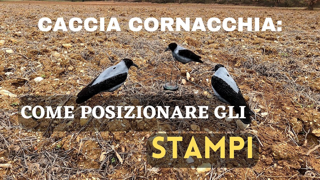 Come sistemo la stampata nella caccia alla cornacchia! --Crow Hunting -- Chasse Corneille