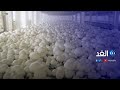 يمثل نواة للاستثمار في زمن كورونا زراعة فطر المحار ينتشر في أرجاء مصر