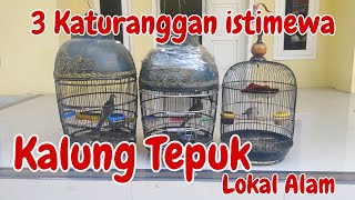 3 Perkutut Kalung Tepuk Istimewa‼️ Lokal Alam koleksi Irwanto Peksiaji