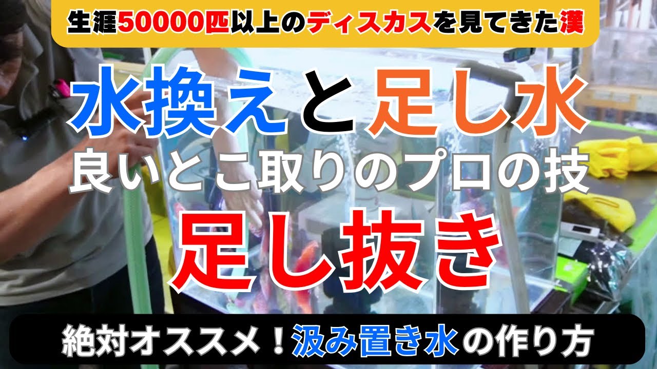 【正しい水換えとは】当店で行っている水換えと足し水の良いとこどりのプロの技『足し抜き』と言う水換え方法をご紹介いたします。絶対オススメな汲み置き水の作り方を完全解説。ディスカス飼育の基本水換え編