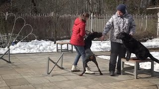 видео: Догтренинг 599. Коррекция зооагрессии добермана. Урок с собакой-учителем. картинка: Догтренинг 599. Коррекция зооагрессии добермана. Урок с собакой-учителем.