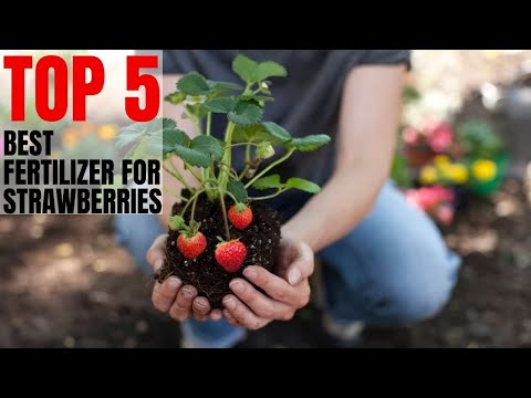 Video: Fertilizer Rau Strawberries