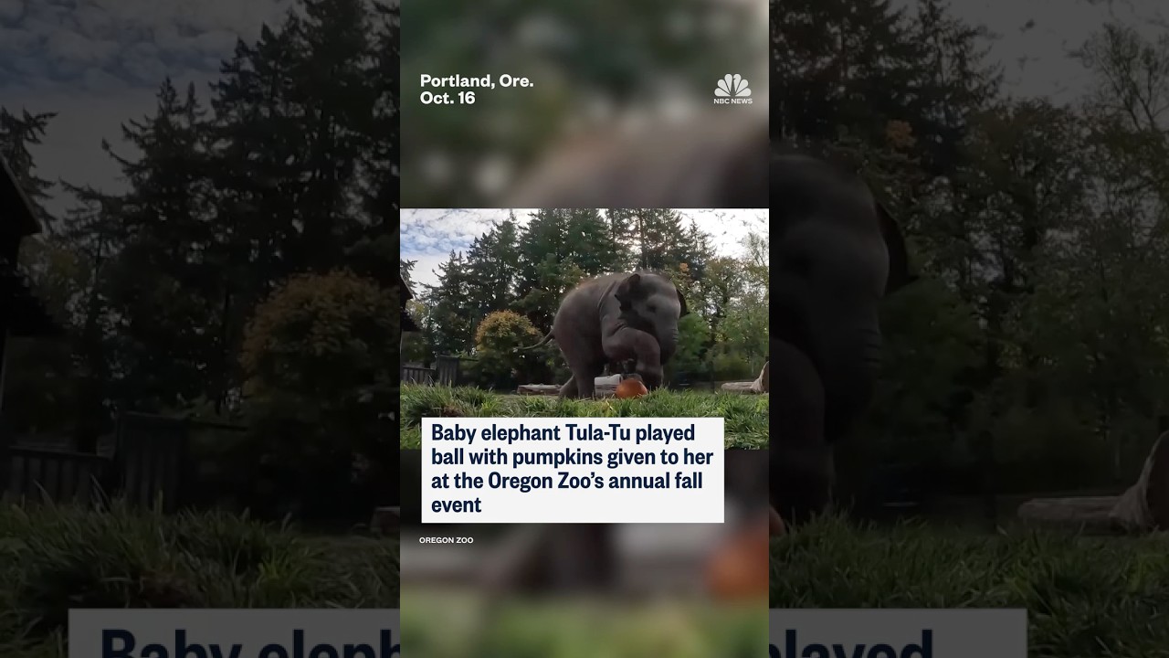 Baby elephant plays with pumpkins at the Oregon Zoo's annual fall event