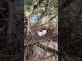 I Hope I Didn't Disturb the Bird Nest| I Found Wild Bird Eggs on the Off Grid Farm Cutting Trees