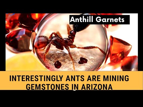 Woww Gems mining by Tiny ants in Arizona | Ant Hill Garnets | Anthills | Rockhounding by Ants