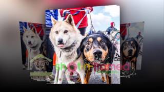2nd Annual 5K for Canines Biscuit Run