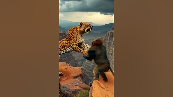 Leopard vs Baboon Deadly Cliffside Ambush