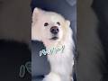 パパが居なくなると猛烈に泣きまくるサモエドが可愛すぎる #samoyed #サモエド #癒し #dog