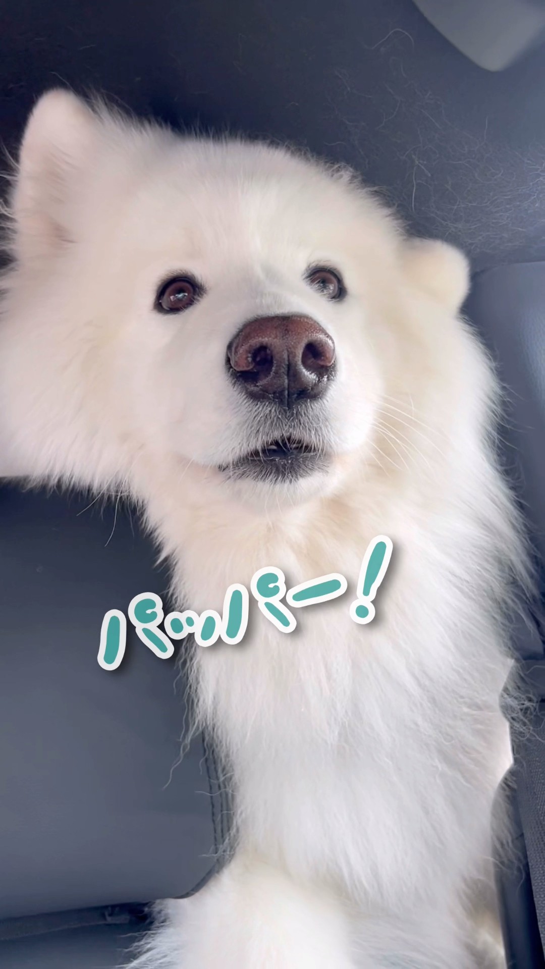 パパが居なくなると猛烈に泣きまくるサモエドが可愛すぎる #samoyed
