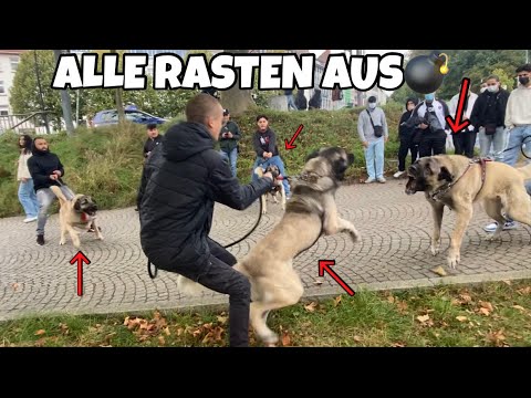 Video: Handsignale, um Ihren Hund zu unterrichten