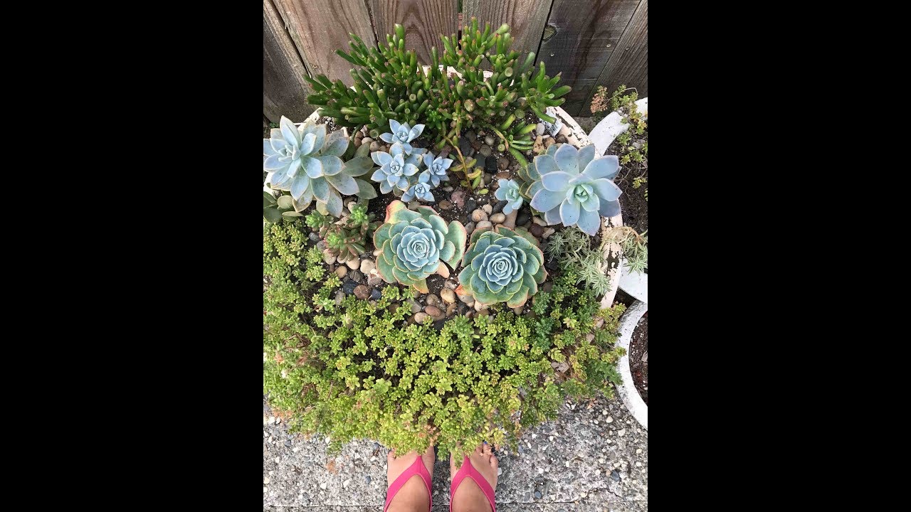 SUCCULENT SUCCESS GROWING IN HOT, HUMID AND WET CLIMATE AKA TROPICAL YouTube