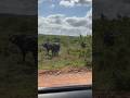 Baffalos everywhere #music #bobmarley #wildsafari #naturephotography #baffalo #safari #wildlife