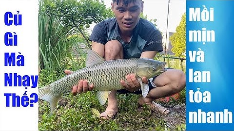 Làm mồi câu cá Chép, cá Trắm bằng 2 loại củ nướng cực thơm | Cá quấn ổ và ăn liên tục