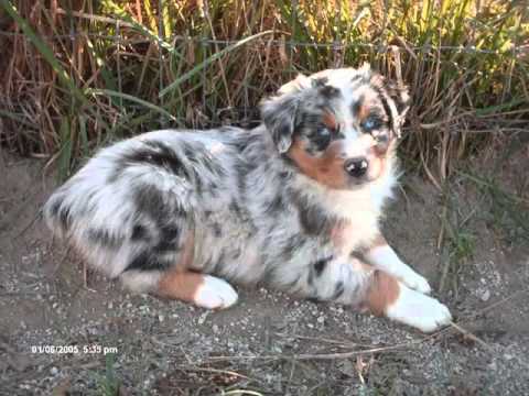 harlequin australian shepherd