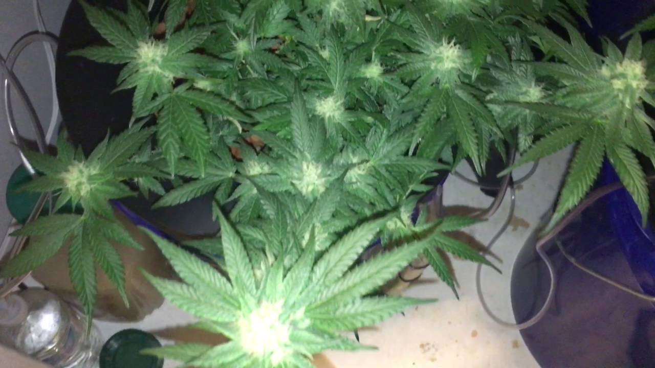 Mars hydro reflector 192 Dwc grow