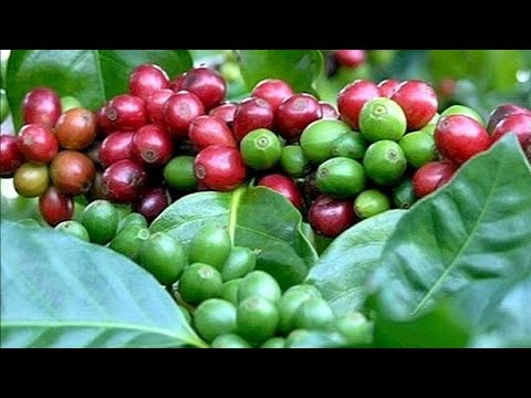 Видео: Арапска кафа. Нега, култивација, размножавање. Декоративни листопадни. Собне биљке. Цвеће. Како узгајати кафу. Фото. & мдасх